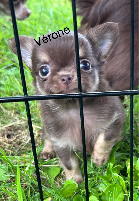 VERONE