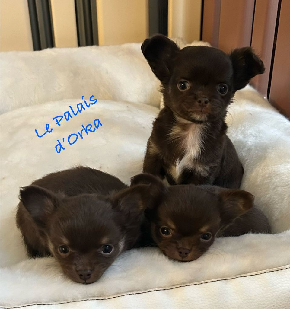 chiot Chihuahua Du Palais D'Orka