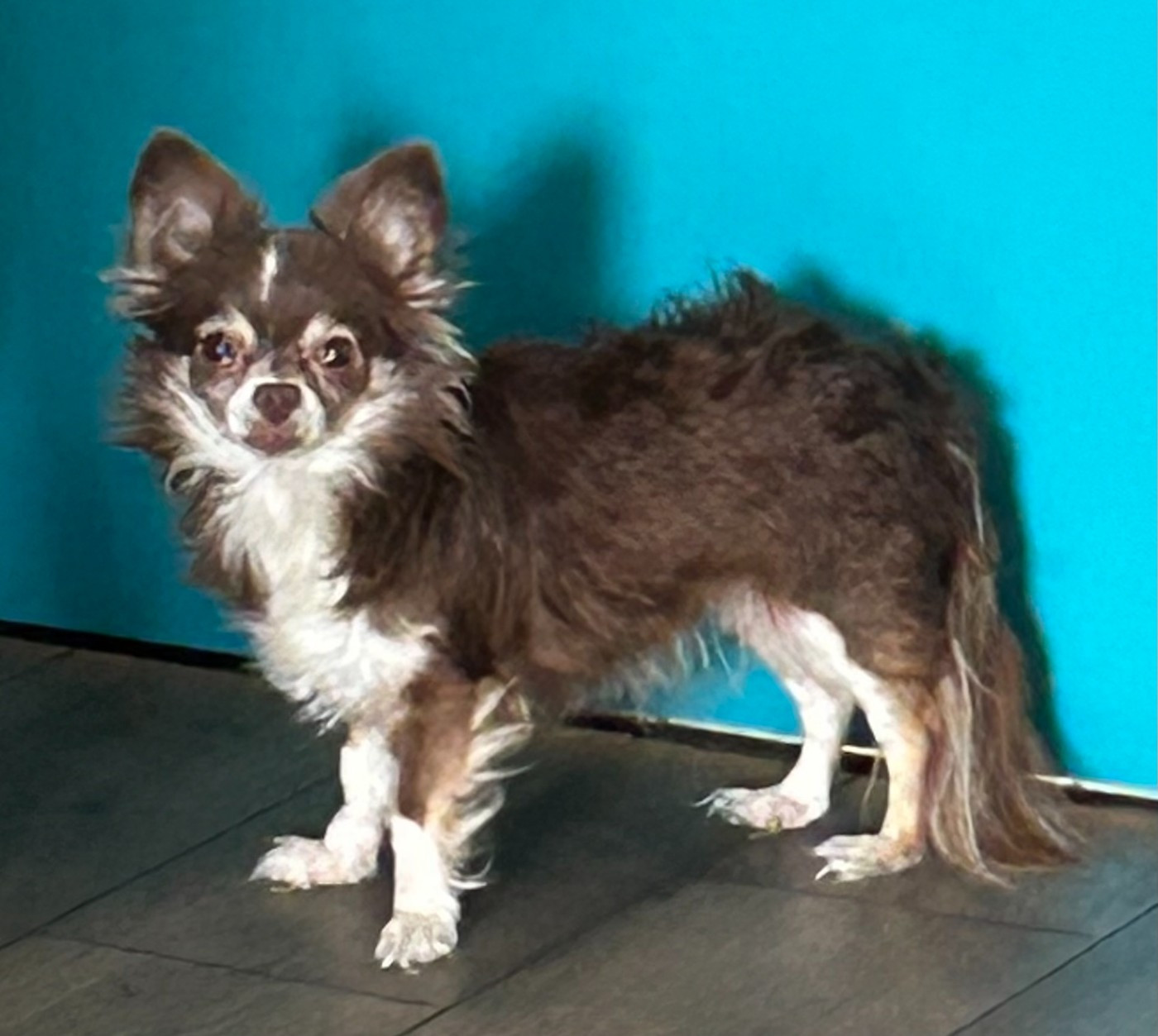 Tessy Belle Du Palais D'Orka