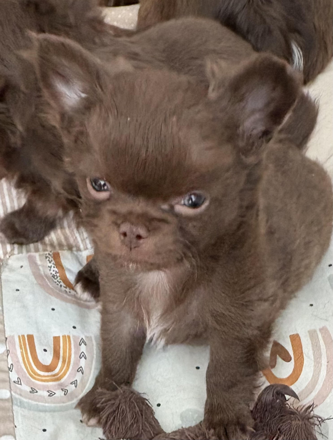 Du Palais D'Orka - Chiots disponibles - Chihuahua