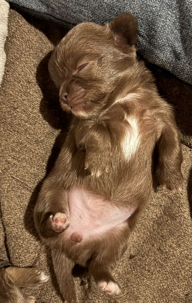 Du Palais D'Orka - Chiots disponibles - Chihuahua