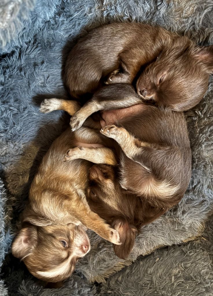 Chiot Chihuahua Du Palais D'Orka