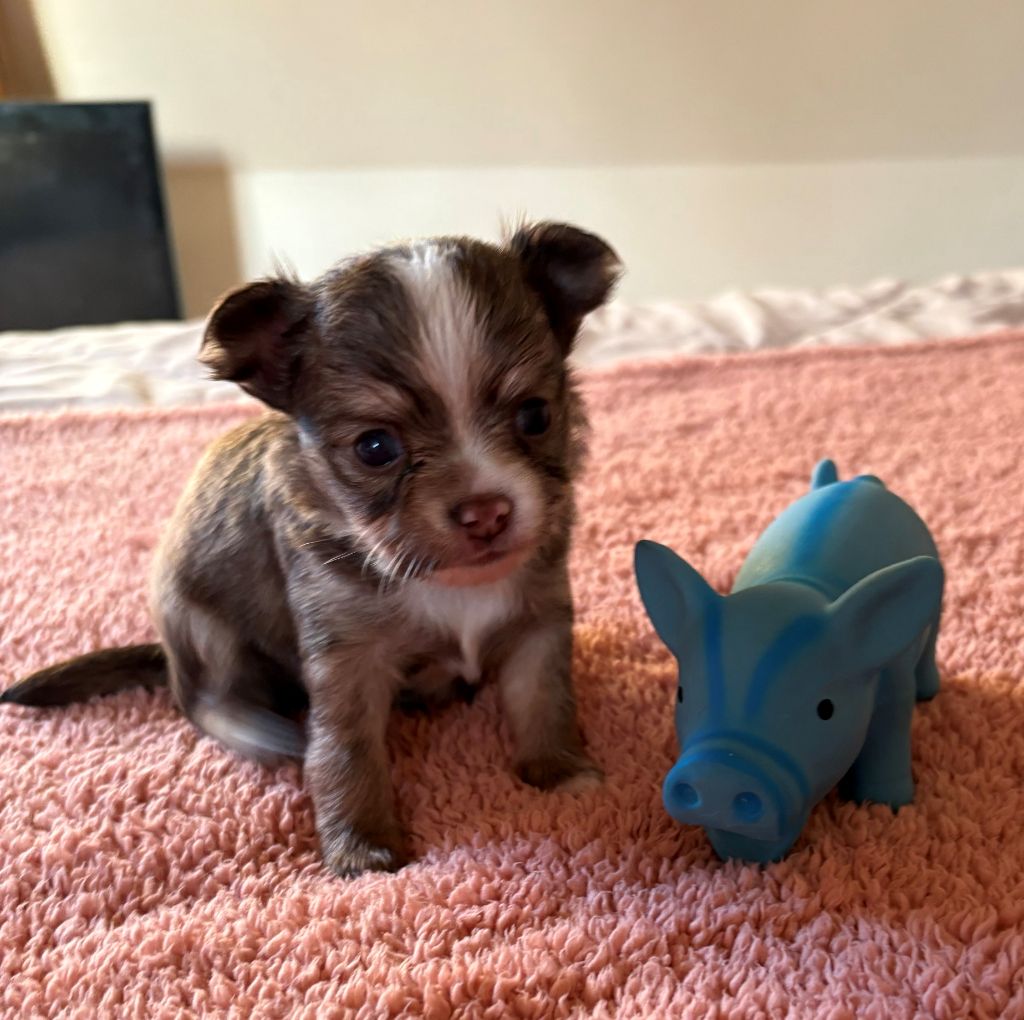 Du Palais D'Orka - Chiots disponibles - Chihuahua