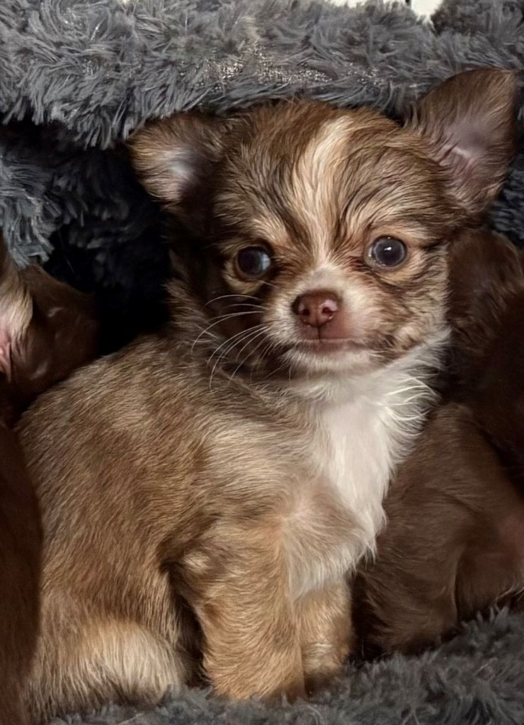 Du Palais D'Orka - Chiots disponibles - Chihuahua