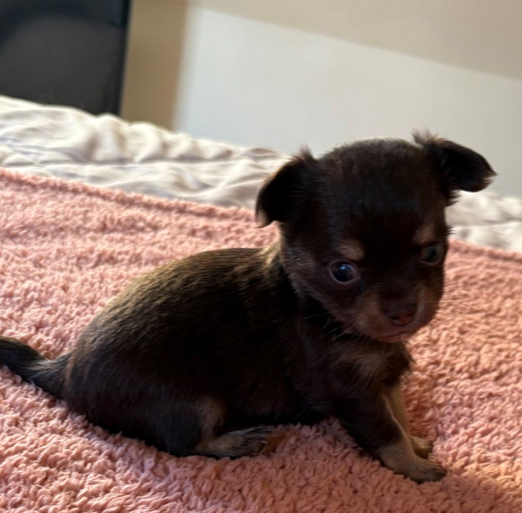 Du Palais D'Orka - Chiots disponibles - Chihuahua